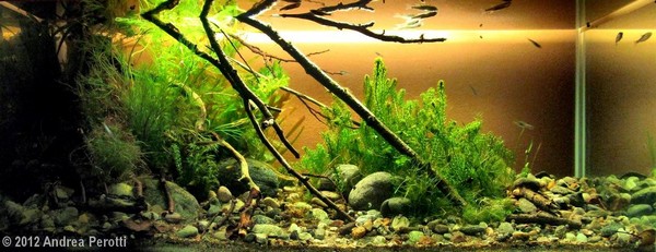 Andrea Perotti (W�ochy)